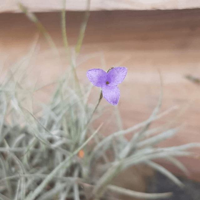 Tillandsia mallemontii x bandensis