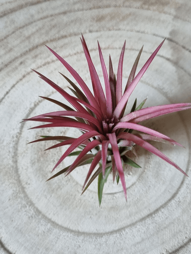 Tillandsia ionantha