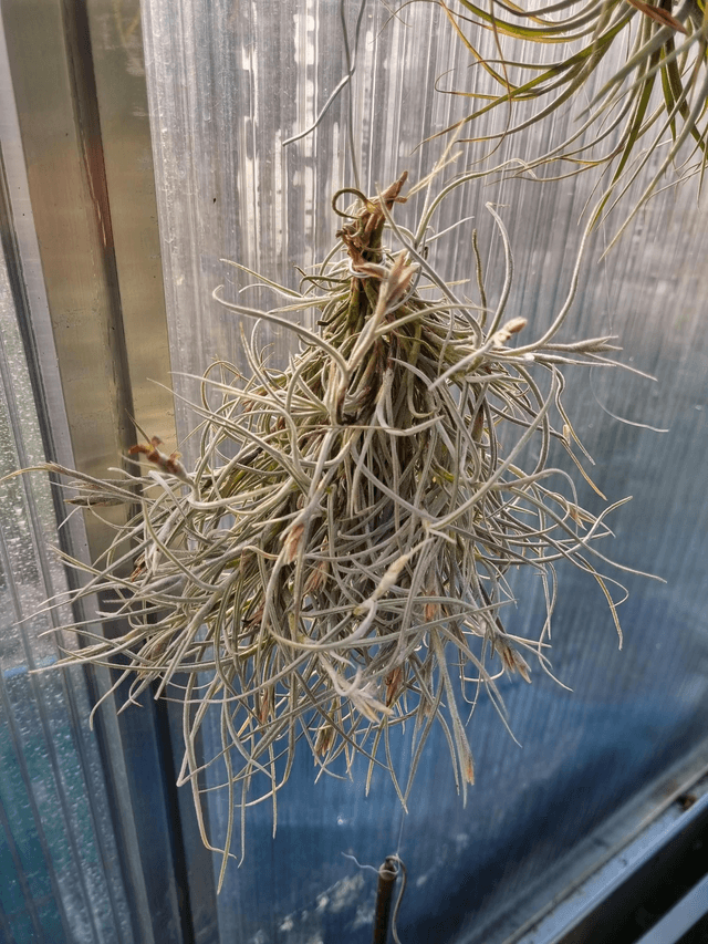 Tillandsia usneoides x recurvata