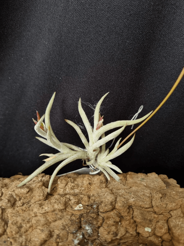 Tillandsia castellanii