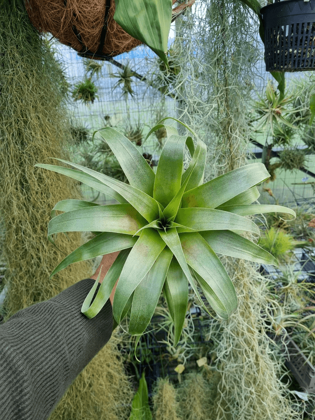 Tillandsia Samantha (mooreana x kalmbacheri)