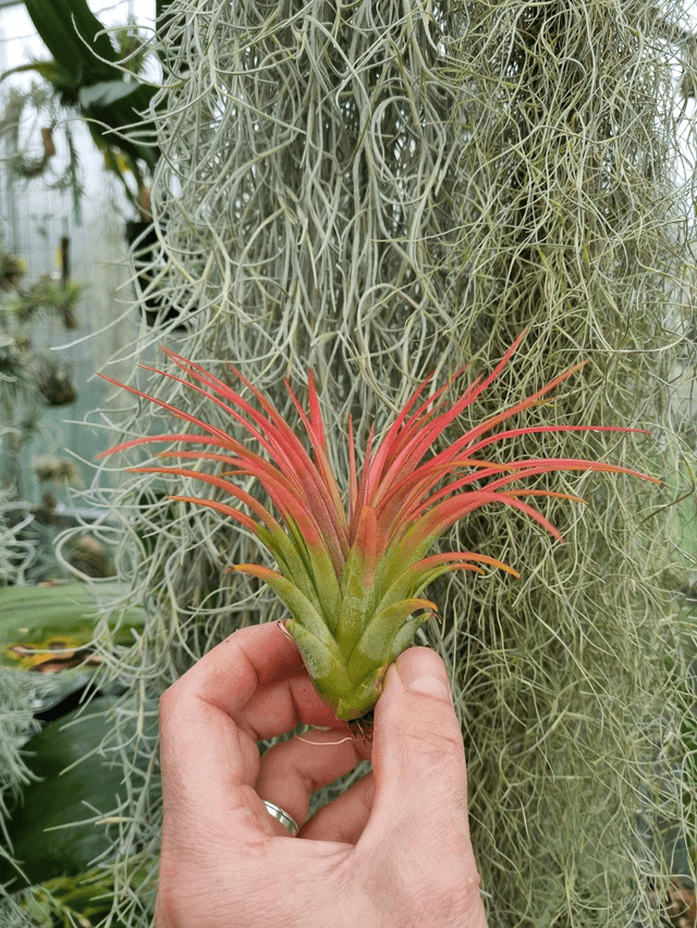 Tillandsia Victoria Red Splendor