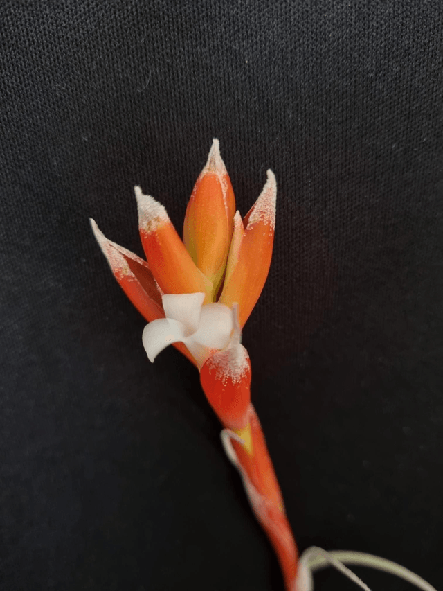 Tillandsia recurvifolia var. Subsecundifolia