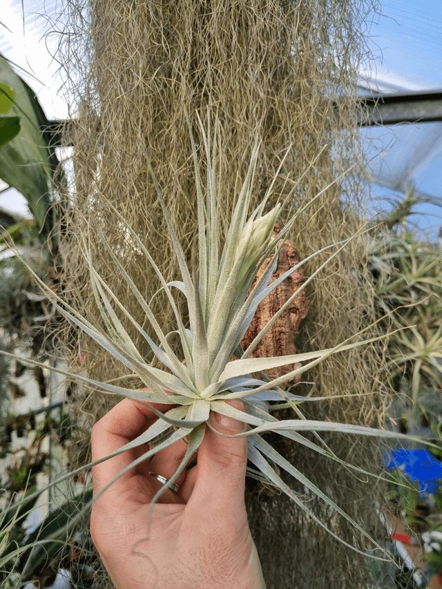 Tillandsia gardneri