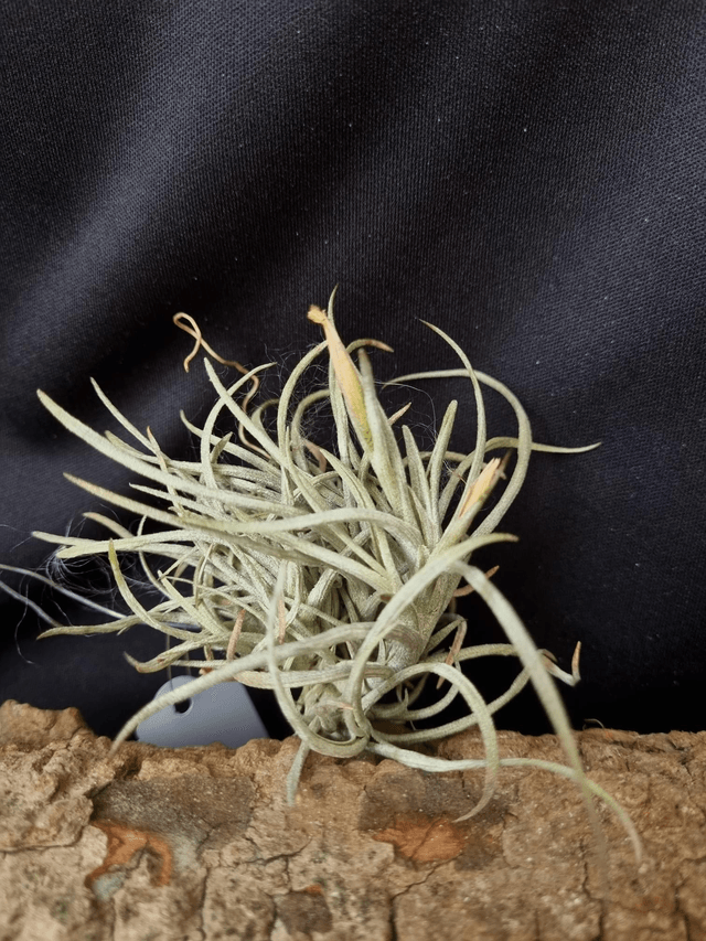 Tillandsia albertiana x crocata