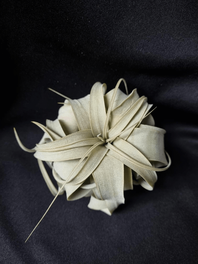 Tillandsia xerographica S