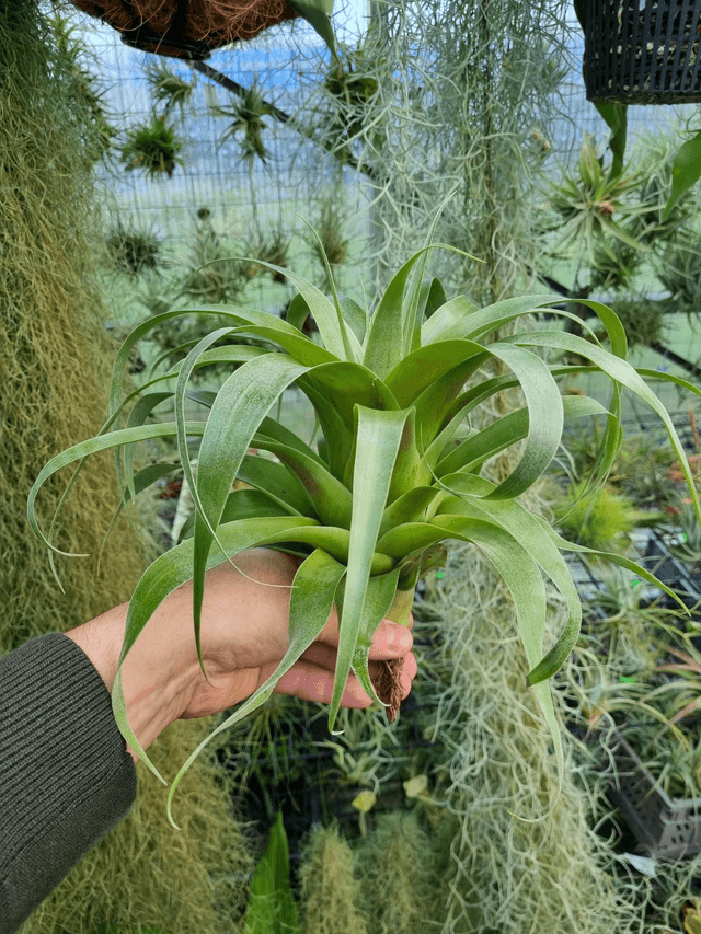Tillandsia Samantha (mooreana x kalmbacheri)
