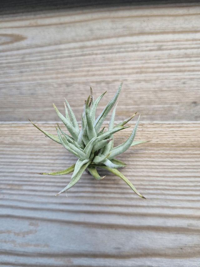 Tillandsia funebris