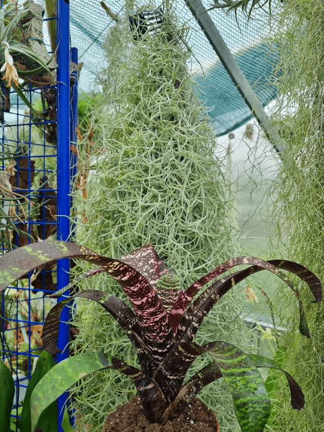 Vriesea Red Chestnut