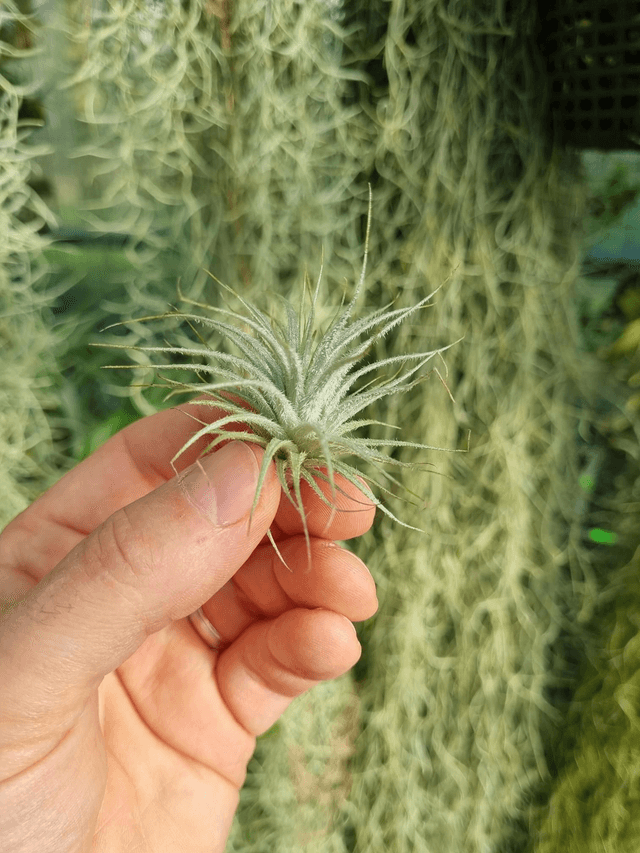 Tillandsia tectorum small