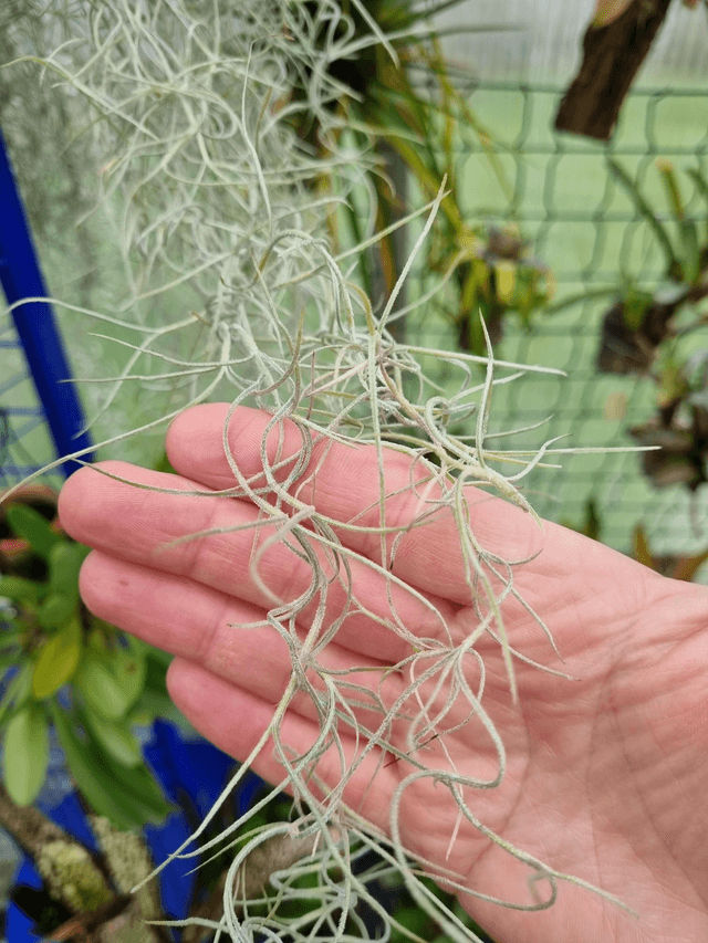 Tillandsia usneoides argenté feuilles fines