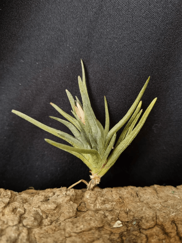 Tillandsia argentina