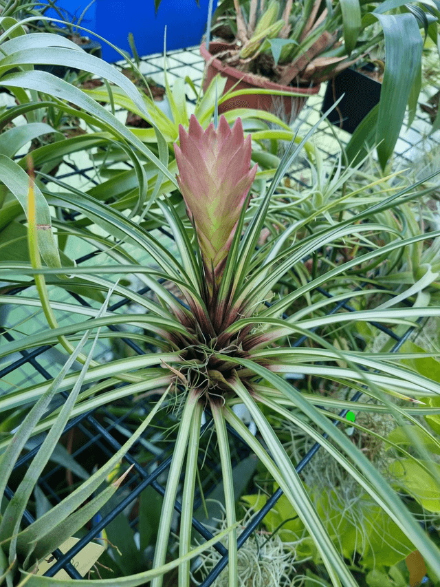 Wallisia (Tillandsia) cyanea albo marginata