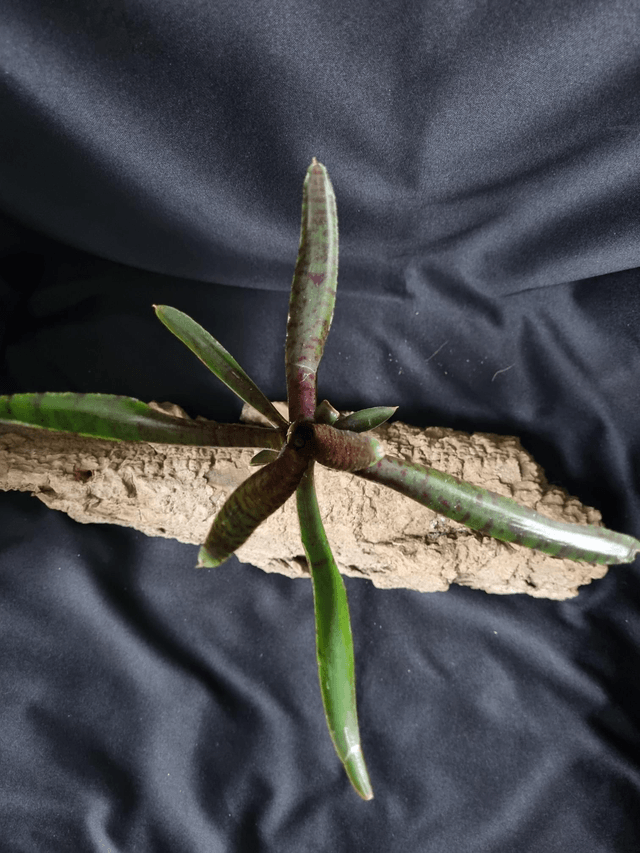 Neoregelia Adonis