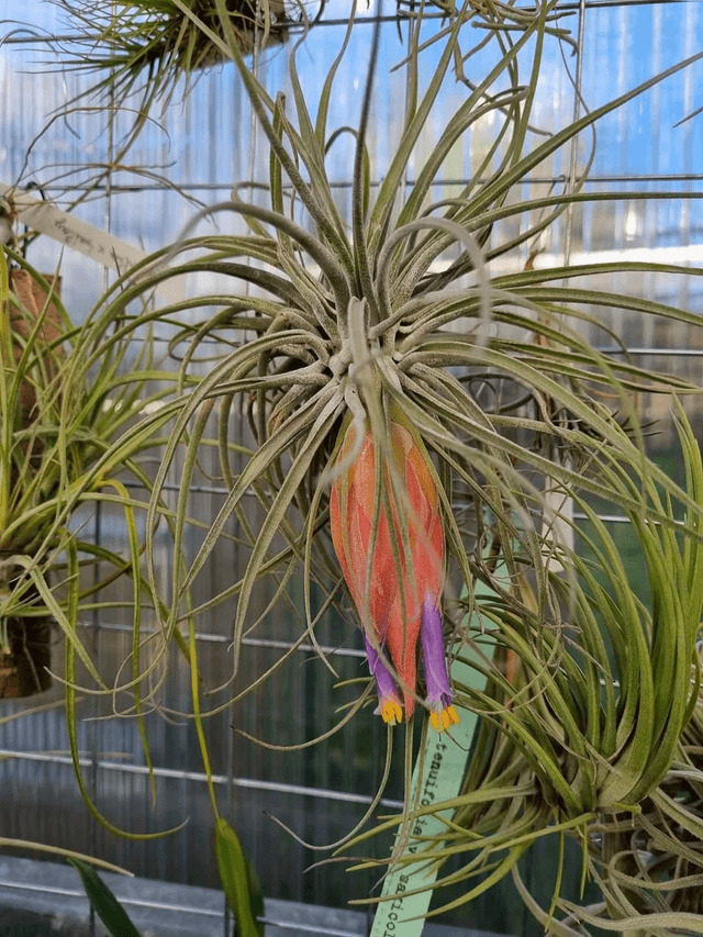 Tillandsia velickiana
