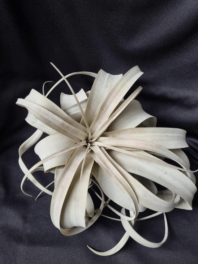 Tillandsia xerographica M