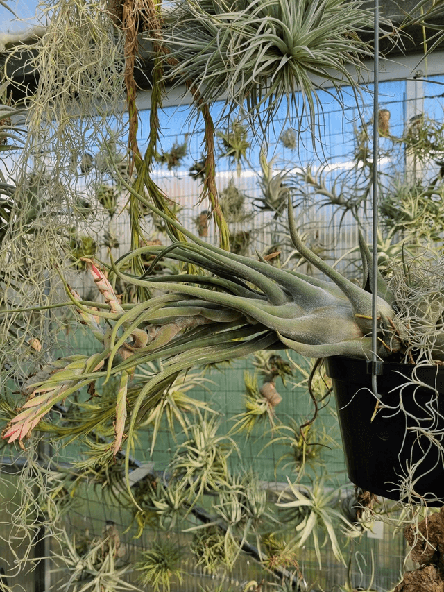 Tillandsia seleriana