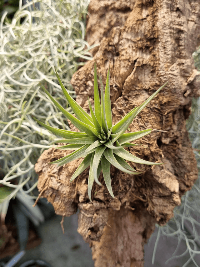 Tillandsia (Vriesea) espinosae