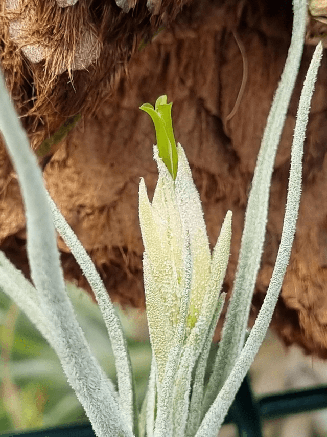 Tillandsia lepidosepala