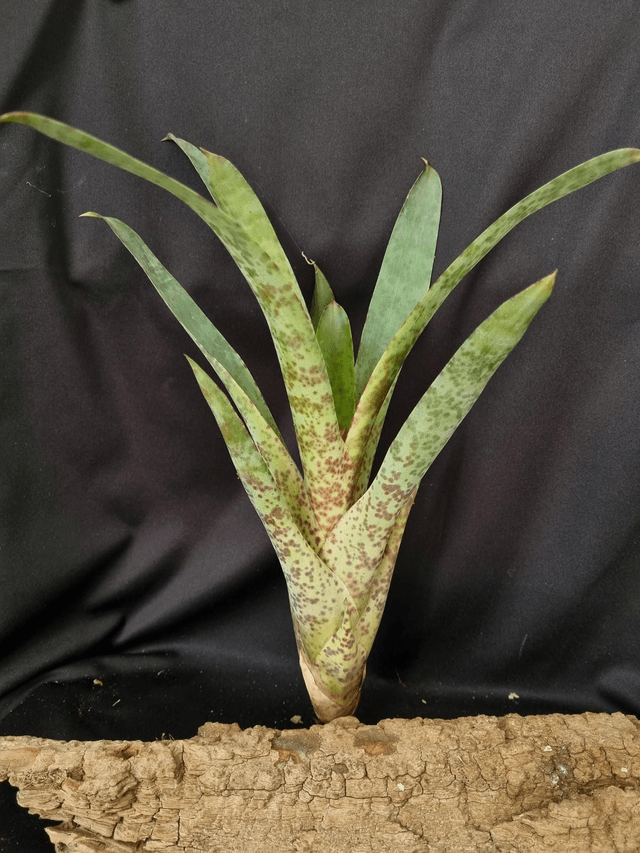 Vriesea Lacy 