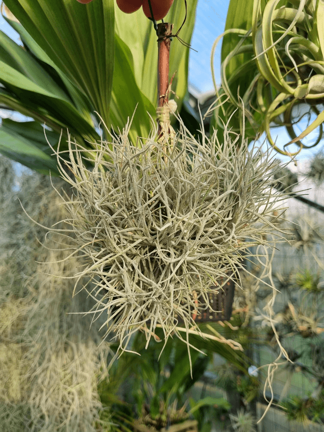 Tillandsia mallemontii x bandensis