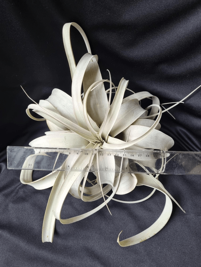 Tillandsia xerographica L