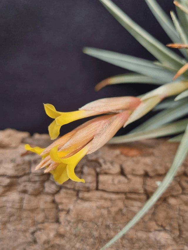 Tillandsia jucunda