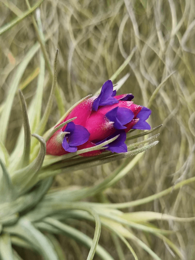 Tillandsia stricta x aeranthos