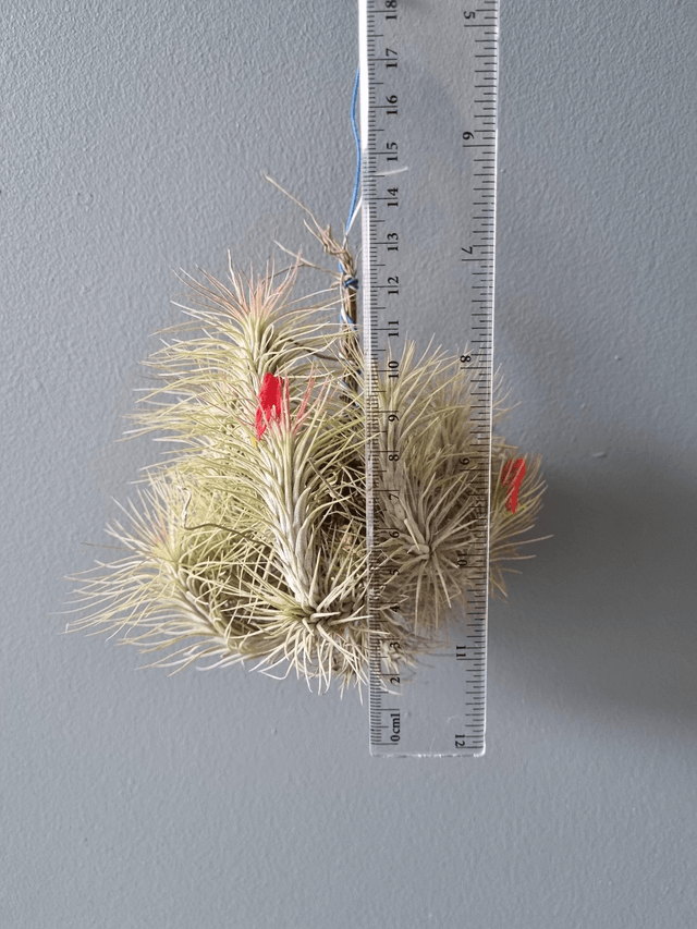Tillandsia funckiana touffe