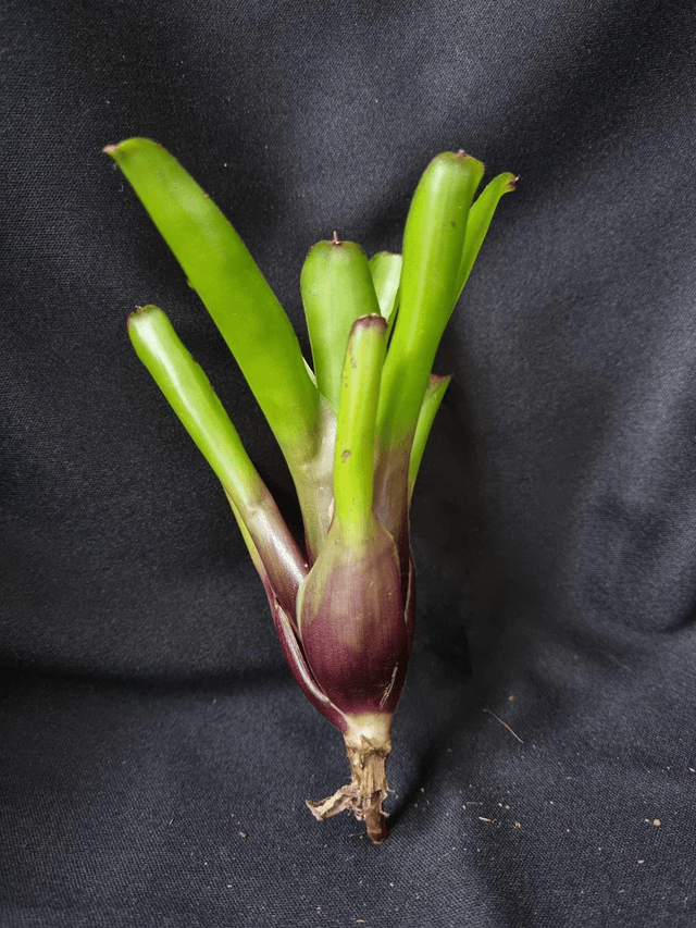 Neoregelia Ajax
