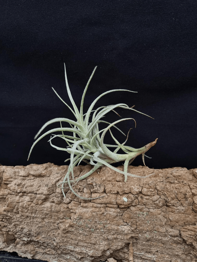 Tillandsia marconae