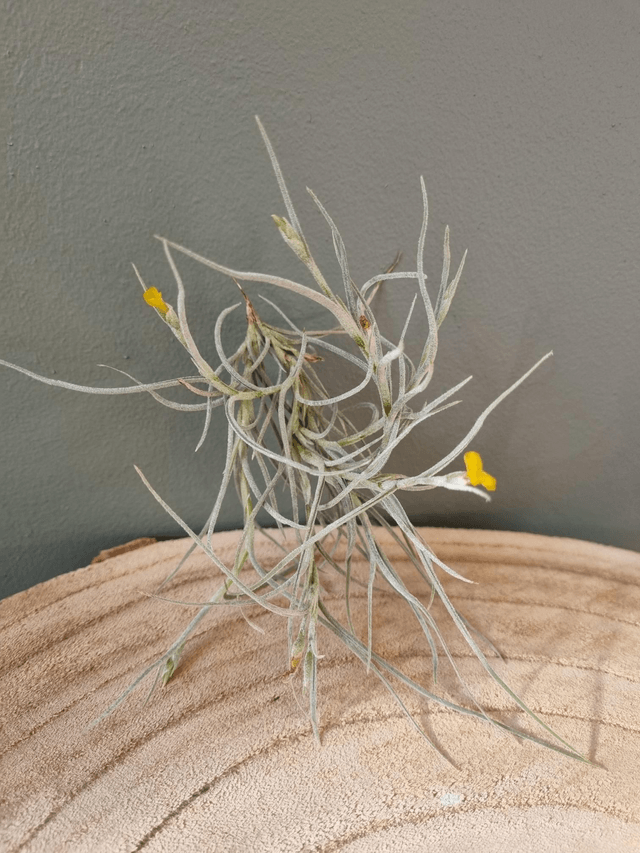 Tillandsia Old Man's Gold (crocata x usneoides)