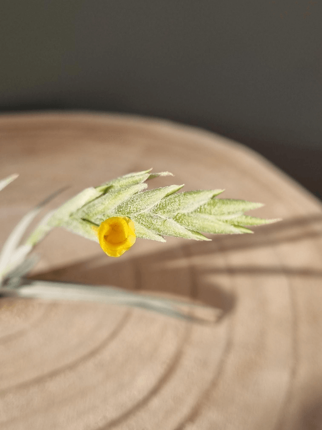 Tillandsia Look at Moi