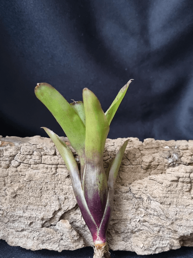 Neoregelia Mephisto