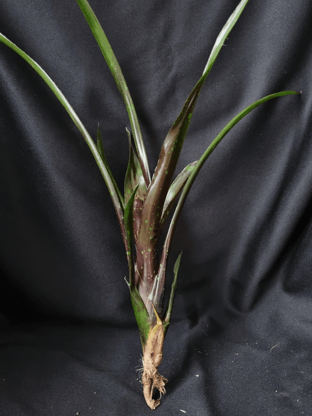 Neoregelia Dominos