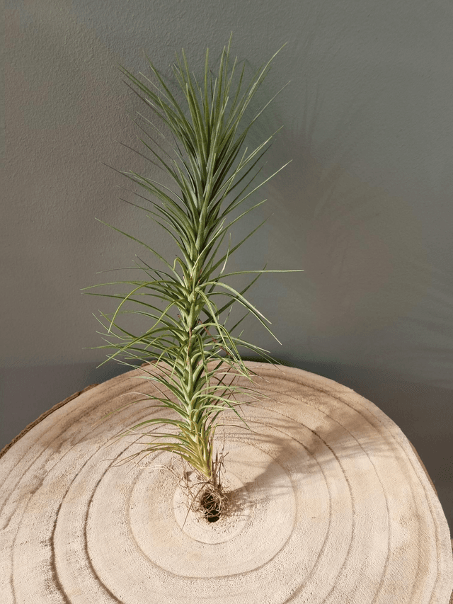 Tillandsia Holm&#039;s Starlet (tenuifolia var. vaginata x caulescens)