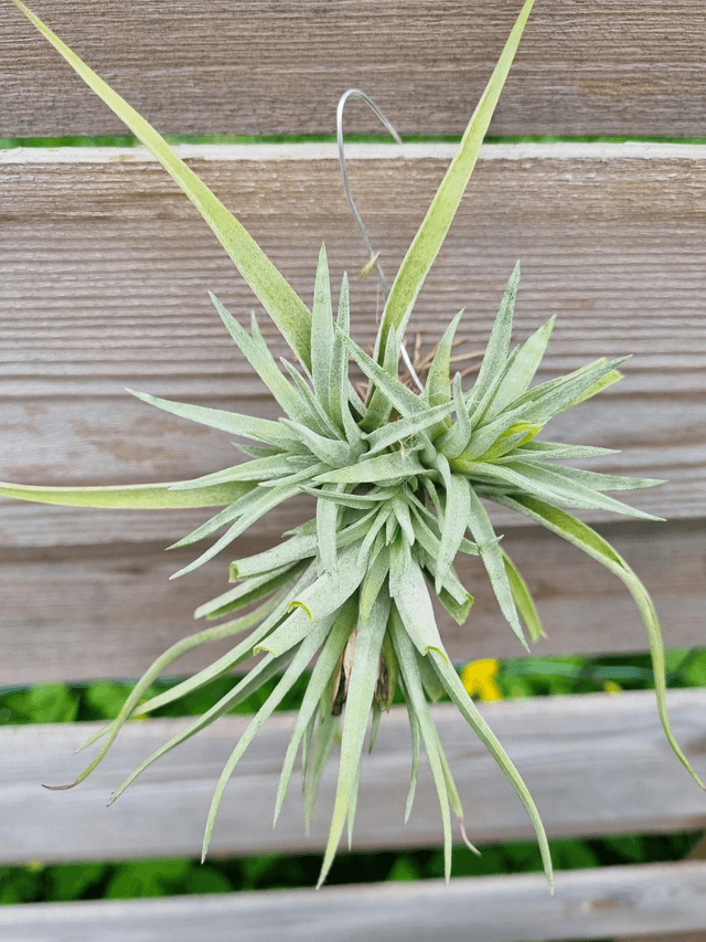 Tillandsia plagiotropica
