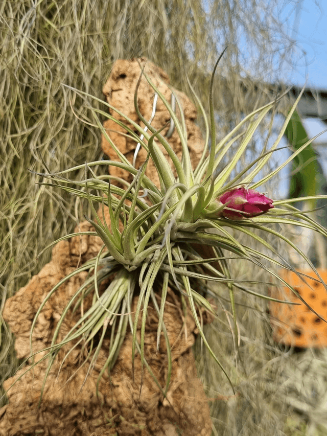 Tillandsia stricta x aeranthos