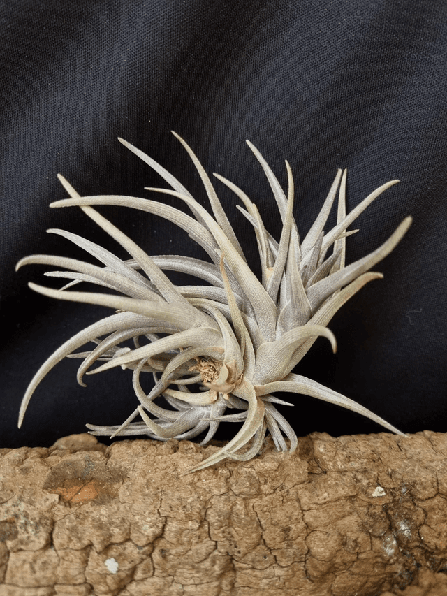 Tillandsia Mystic Burgundy
