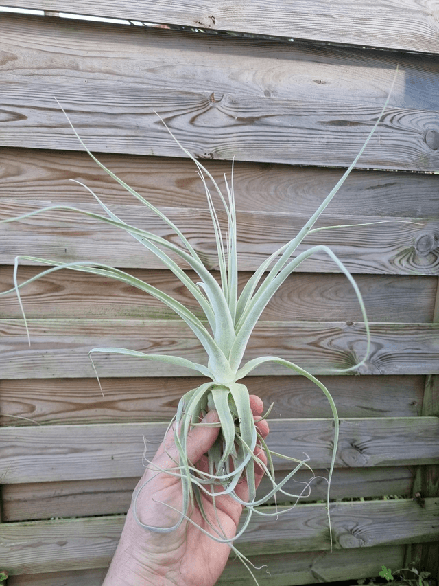 Tillandsia straminea