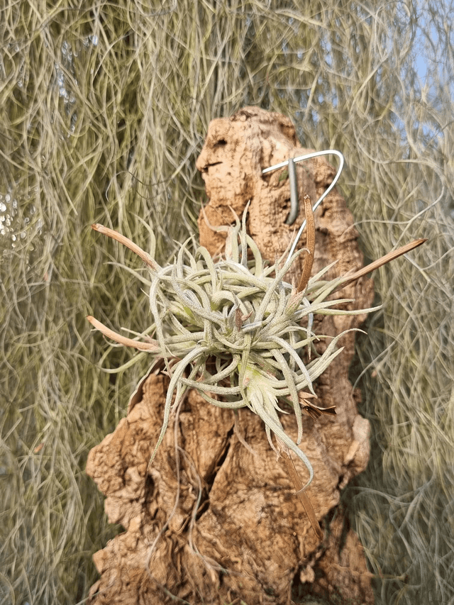 Tillandsia retorta