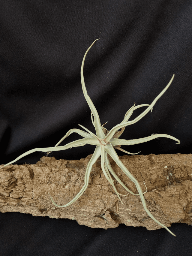 Tillandsia reichenbachii