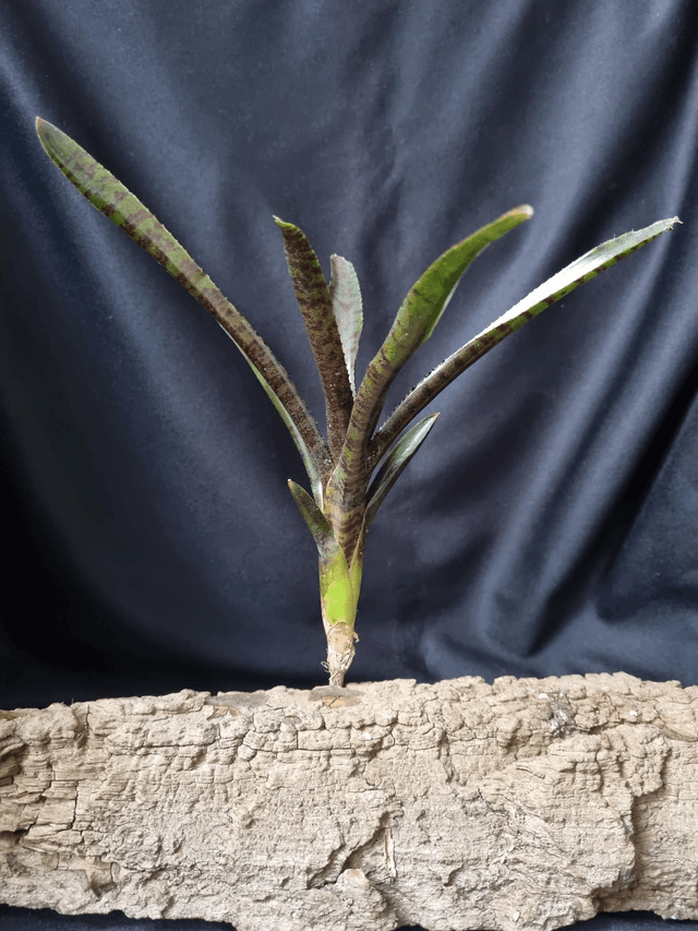 Neoregelia Adonis