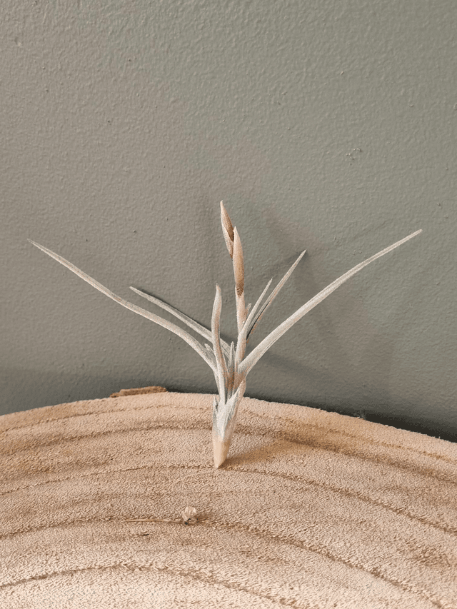 Tillandsia Holm&#039;s Butter (crocata x jucunda)