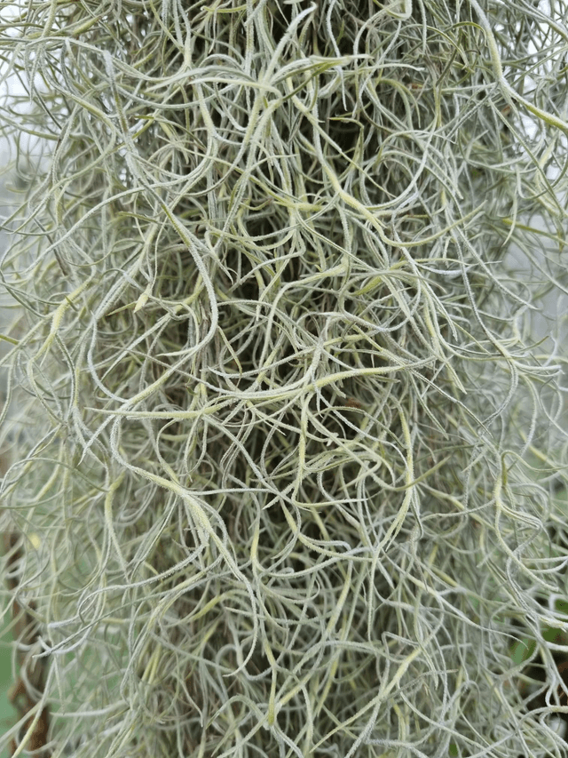 Tillandsia usneoides vert feuilles épaisses