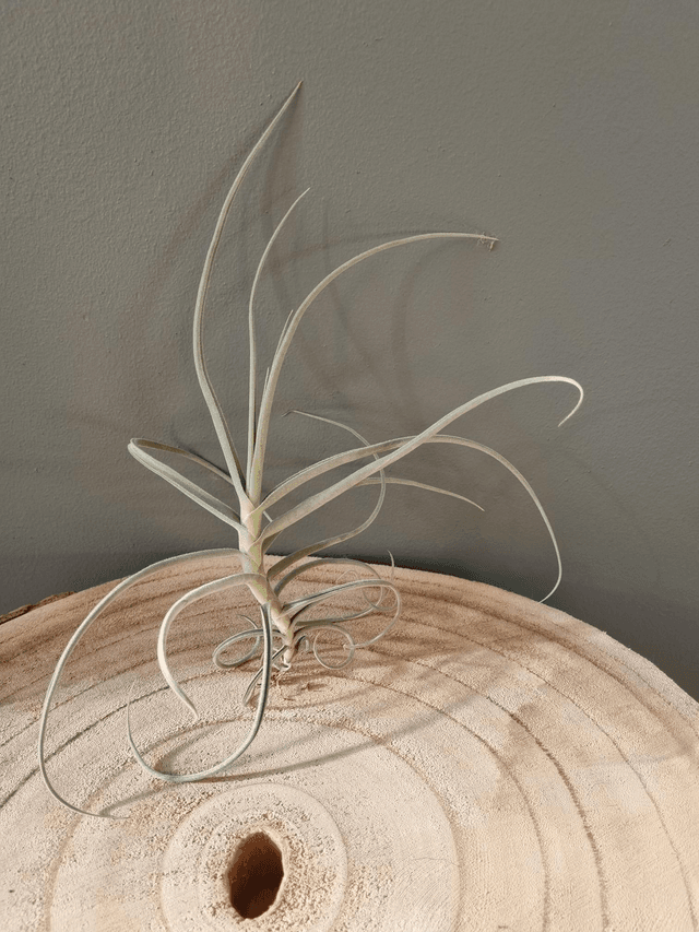 Tillandsia Mother Lode (duratii x crocata)