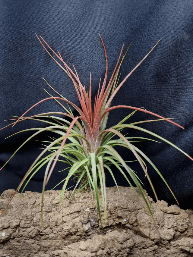 Tillandsia Rainforest Red 