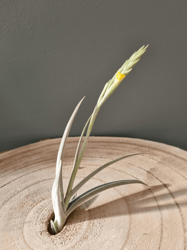 Tillandsia Look at Moi