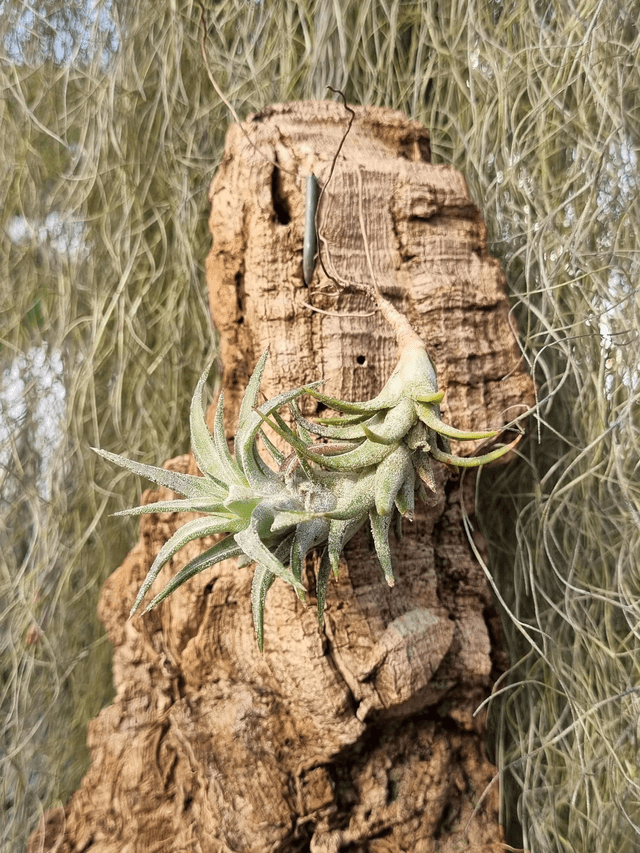Tillandsia ionantha Vanhyningii