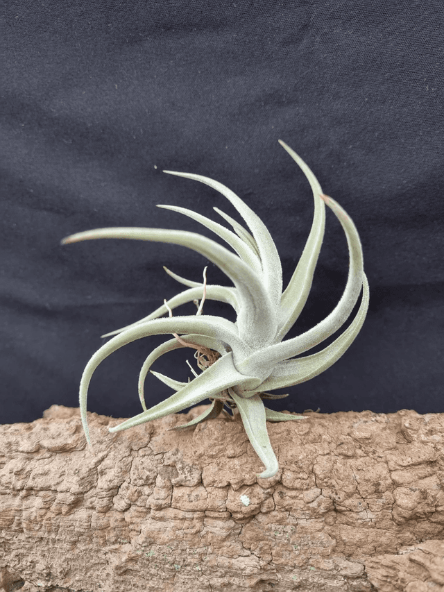 Tillandsia xiphioides